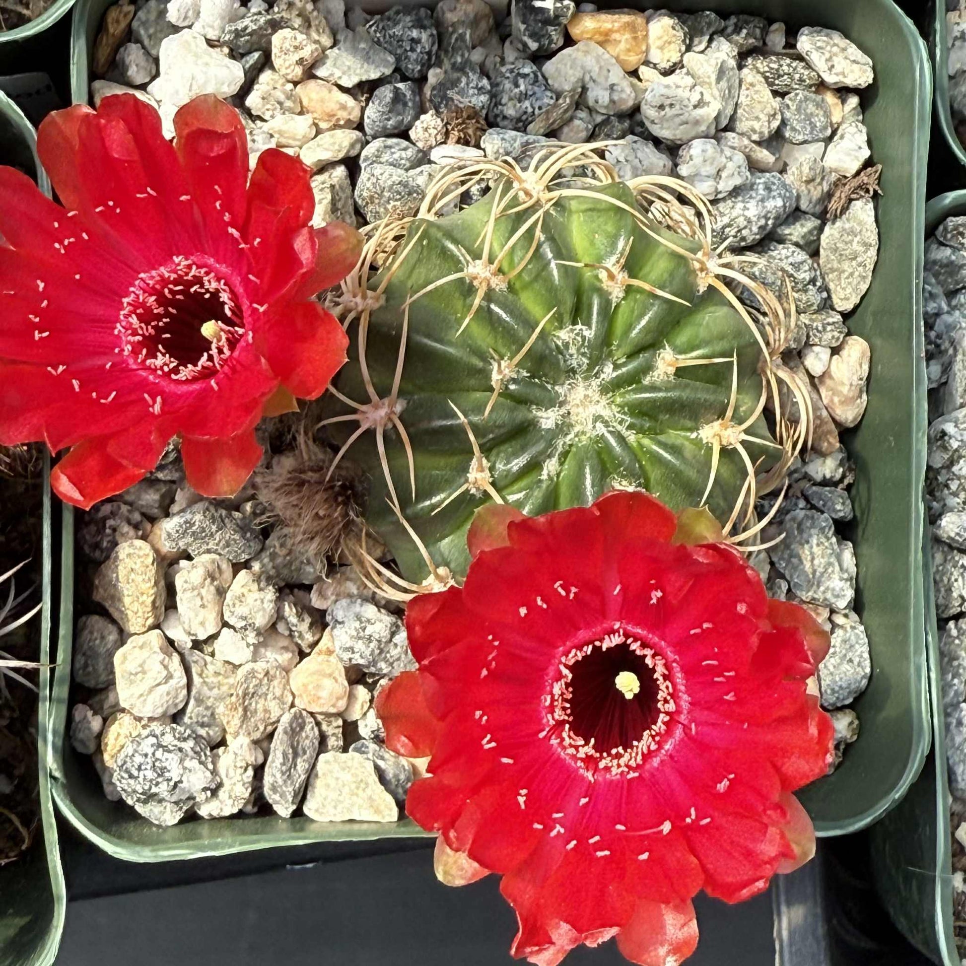 Lobivia prestoana - 4 Inch Assorted - Cactus - DesertScapeSucculent