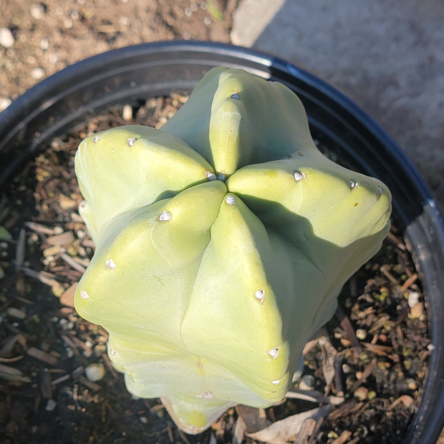 DesertScapeSucculent Cactus 3 gal Assorted Lophocereus schottii monstrose 'Totem Pole'