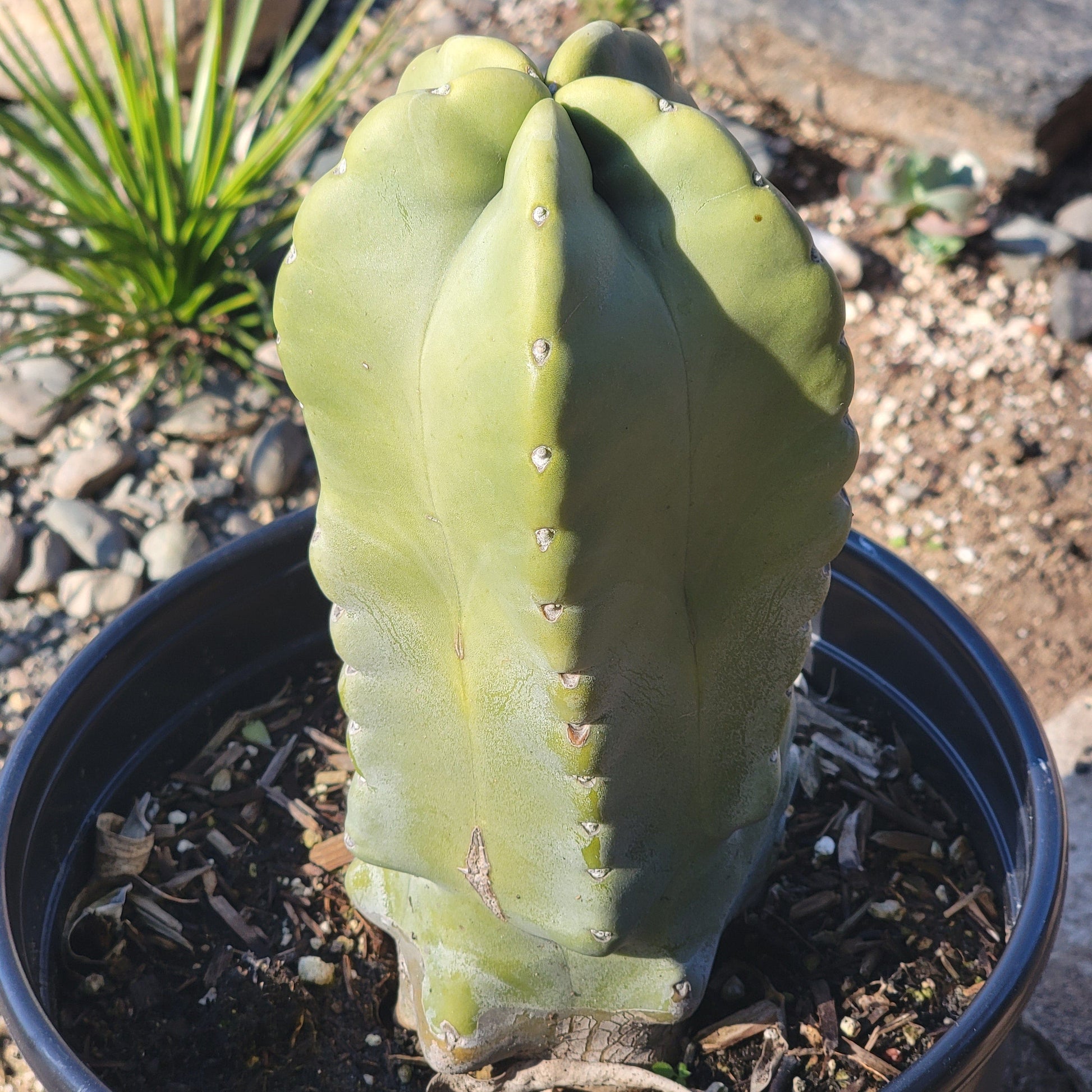 DesertScapeSucculent Cactus 3 gal Assorted Lophocereus schottii monstrose 'Totem Pole'