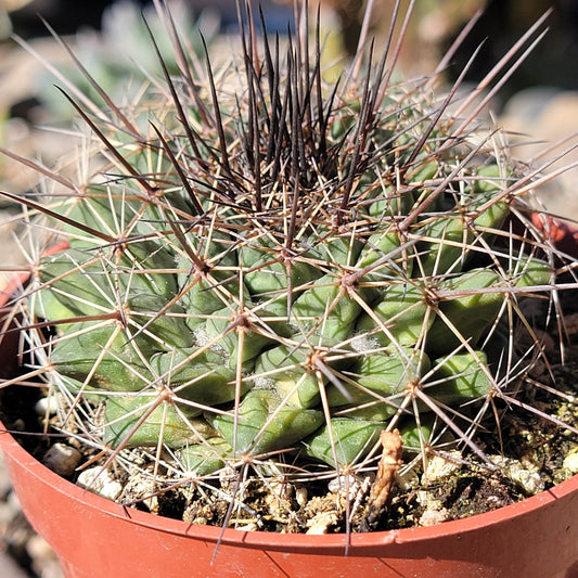 DesertScapeSucculent Cactus 4" Assorted Mammilaria carnea