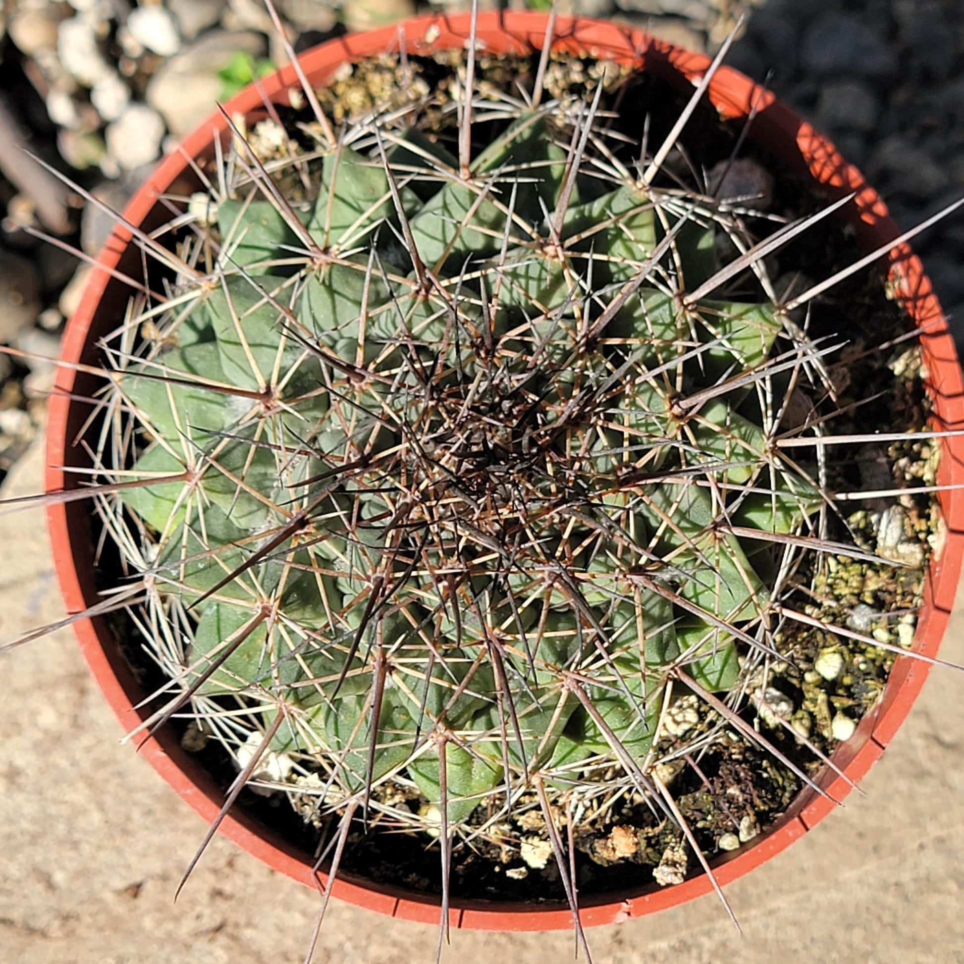 DesertScapeSucculent Cactus 4" Assorted Mammilaria carnea