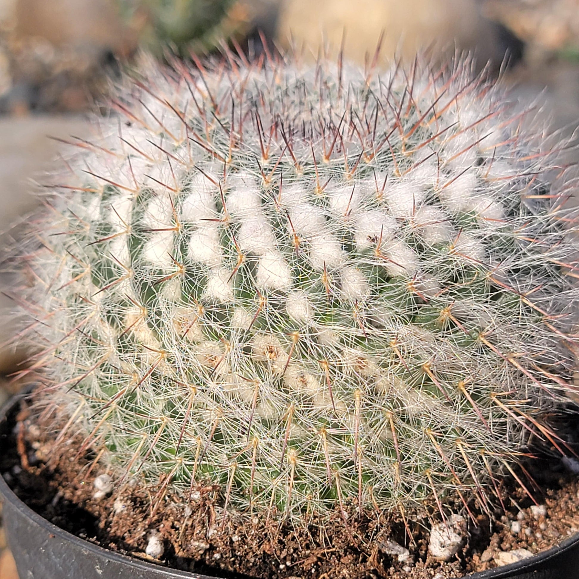 DesertScapeSucculent Cactus 4" Assorted Mammilaria geminispina