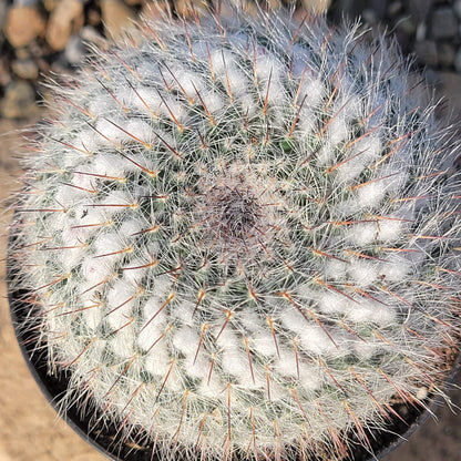 DesertScapeSucculent Cactus 4" Assorted Mammilaria geminispina