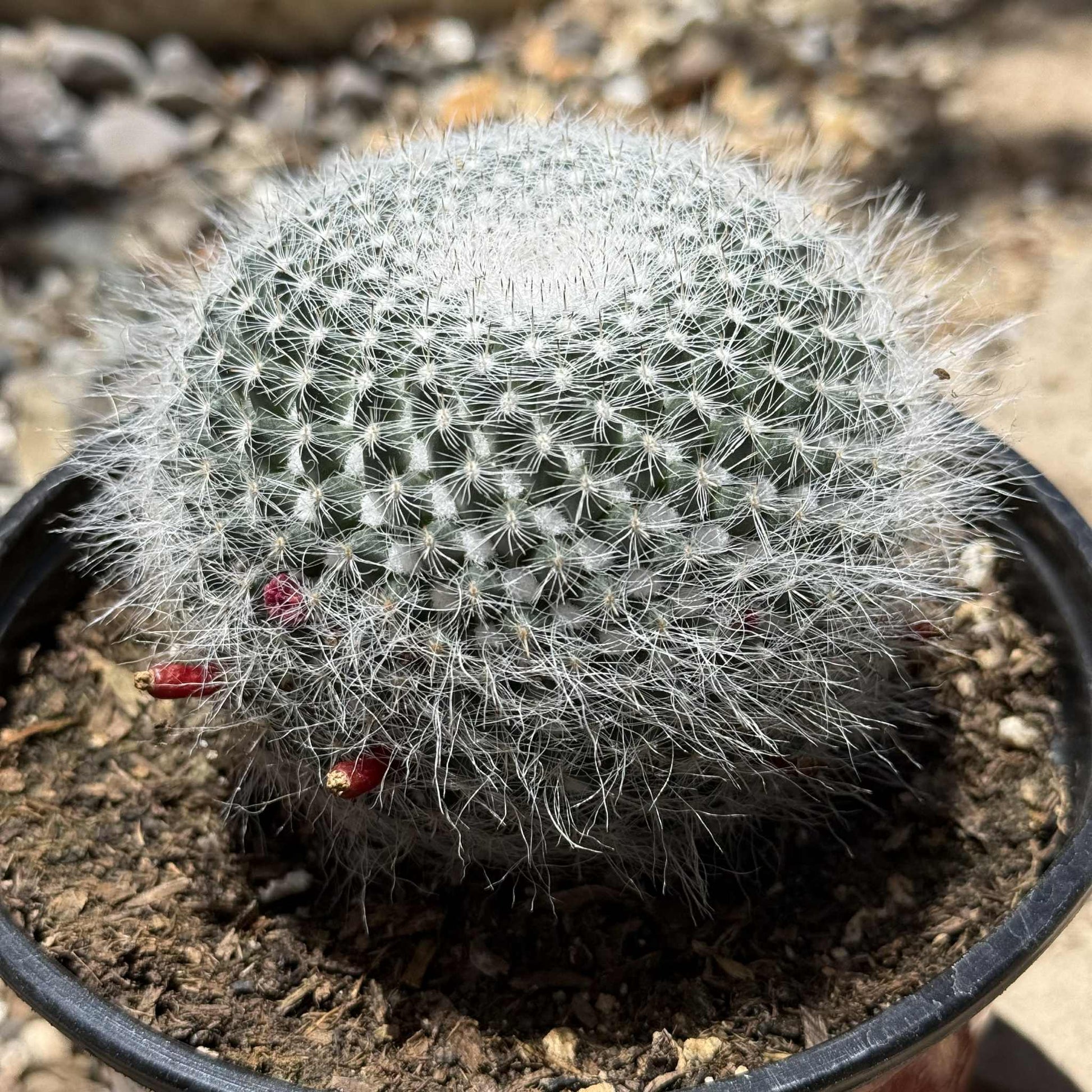 Mammillaria albata - 6 Inch Assorted - Cactus - DesertScapeSucculent