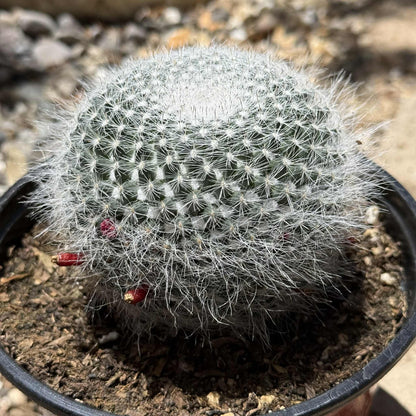 Mammillaria albata - 6 Inch Assorted - Cactus - DesertScapeSucculent
