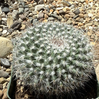 Mammillaria albata - 6 Inch Assorted - Cactus - DesertScapeSucculent