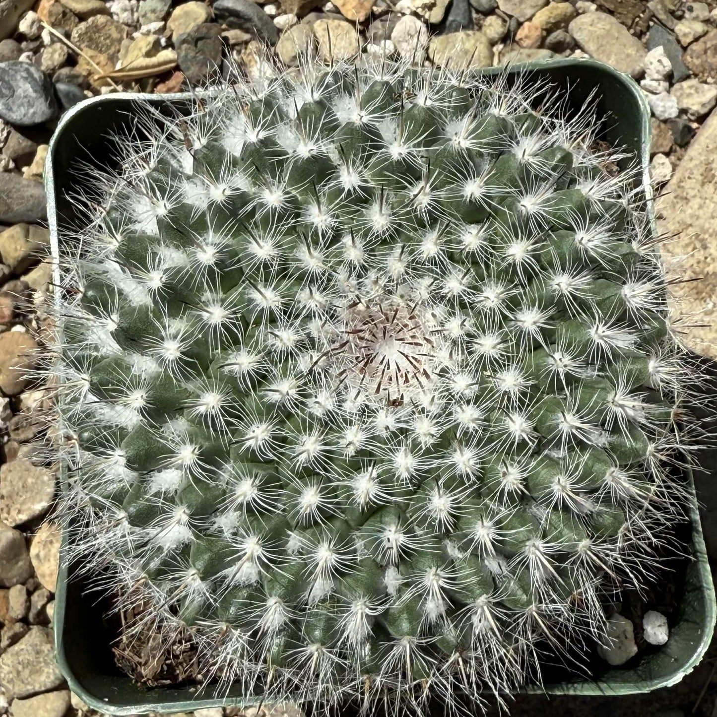 Mammillaria albata - 4 Inch Assorted - Cactus - DesertScapeSucculent