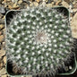 Mammillaria albata - 4 Inch Assorted - Cactus - DesertScapeSucculent