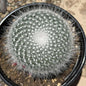Mammillaria albata - 6 Inch Assorted - Cactus - DesertScapeSucculent