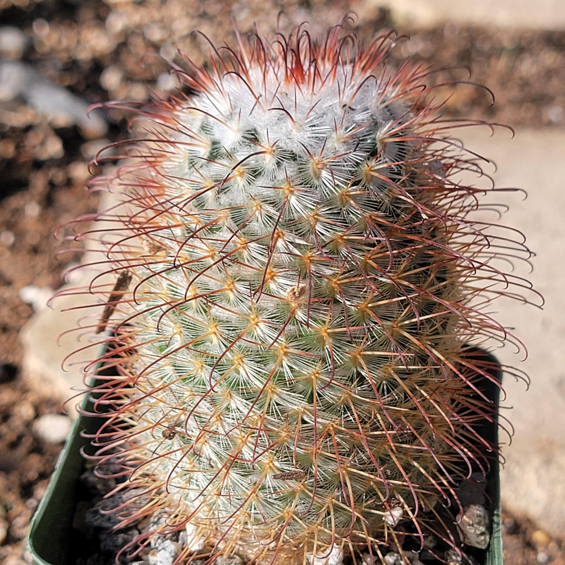 DesertScapeSucculent Cactus 4" Assorted Mammillaria Bombycina