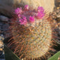 Mammillaria Bombycina - 4 Inch Assorted - Cactus - DesertScapeSucculent