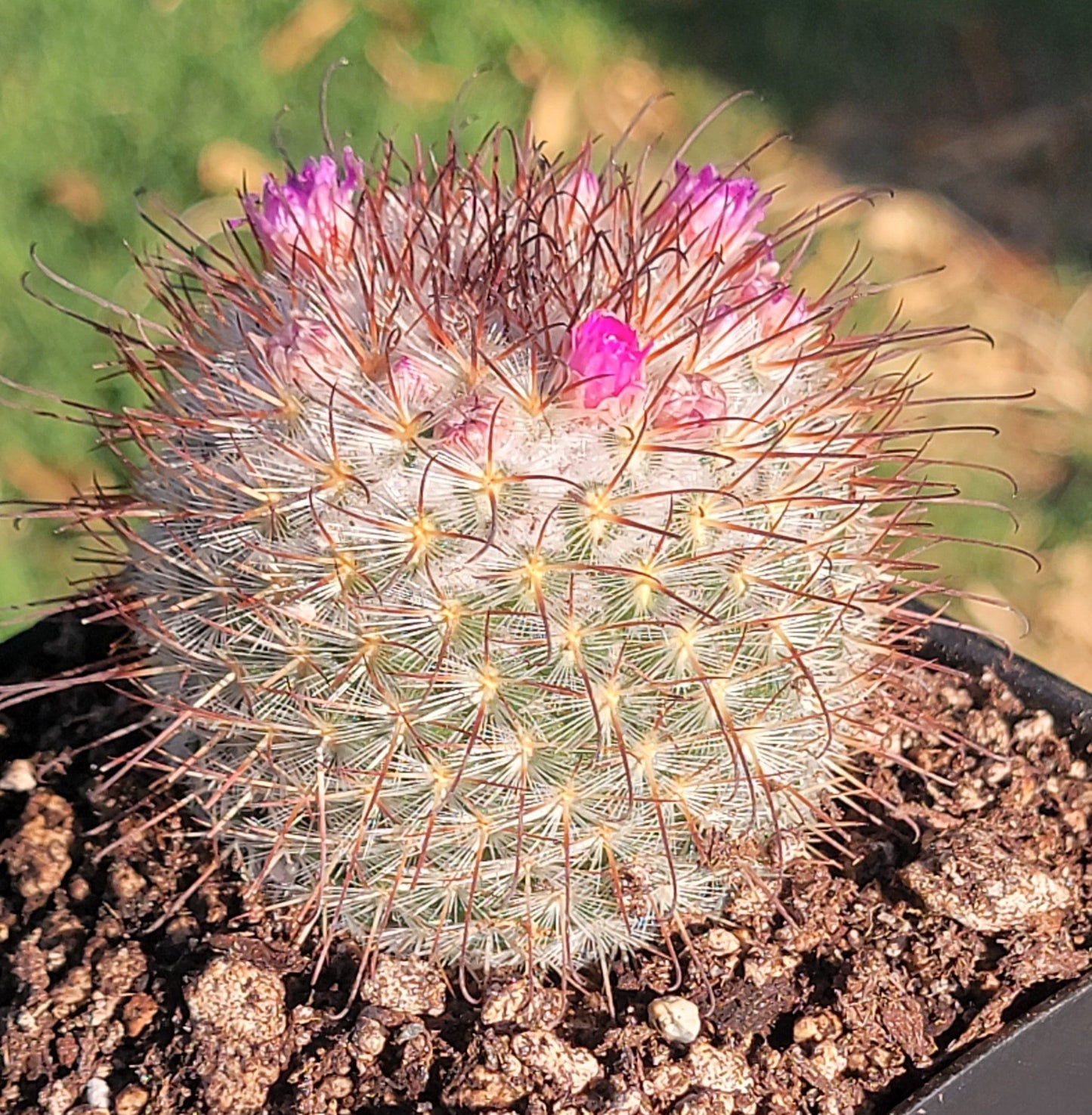 DesertScapeSucculent Cactus Single 4A Mammillaria Bombycina