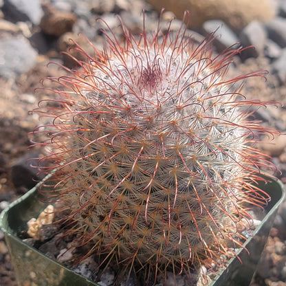 Mammillaria Bombycina