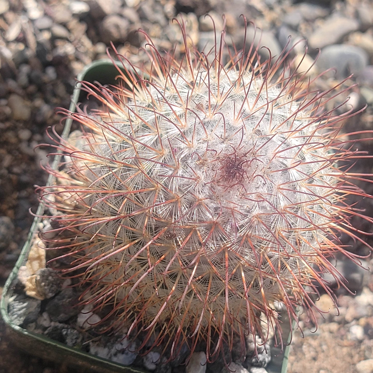 Mammillaria Bombycina