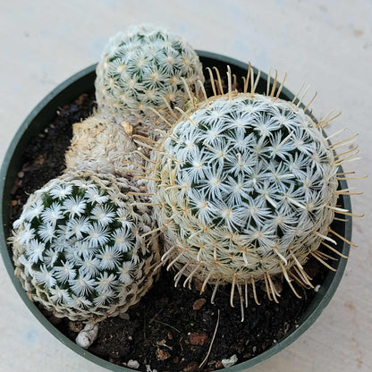 Mammillaria duwei - 4 Inch Assorted - Cactus - DesertScapeSucculent