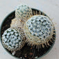 Mammillaria duwei - 4 Inch Assorted - Cactus - DesertScapeSucculent
