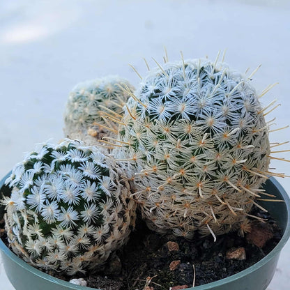 Mammillaria duwei - 4 Inch Assorted - Cactus - DesertScapeSucculent