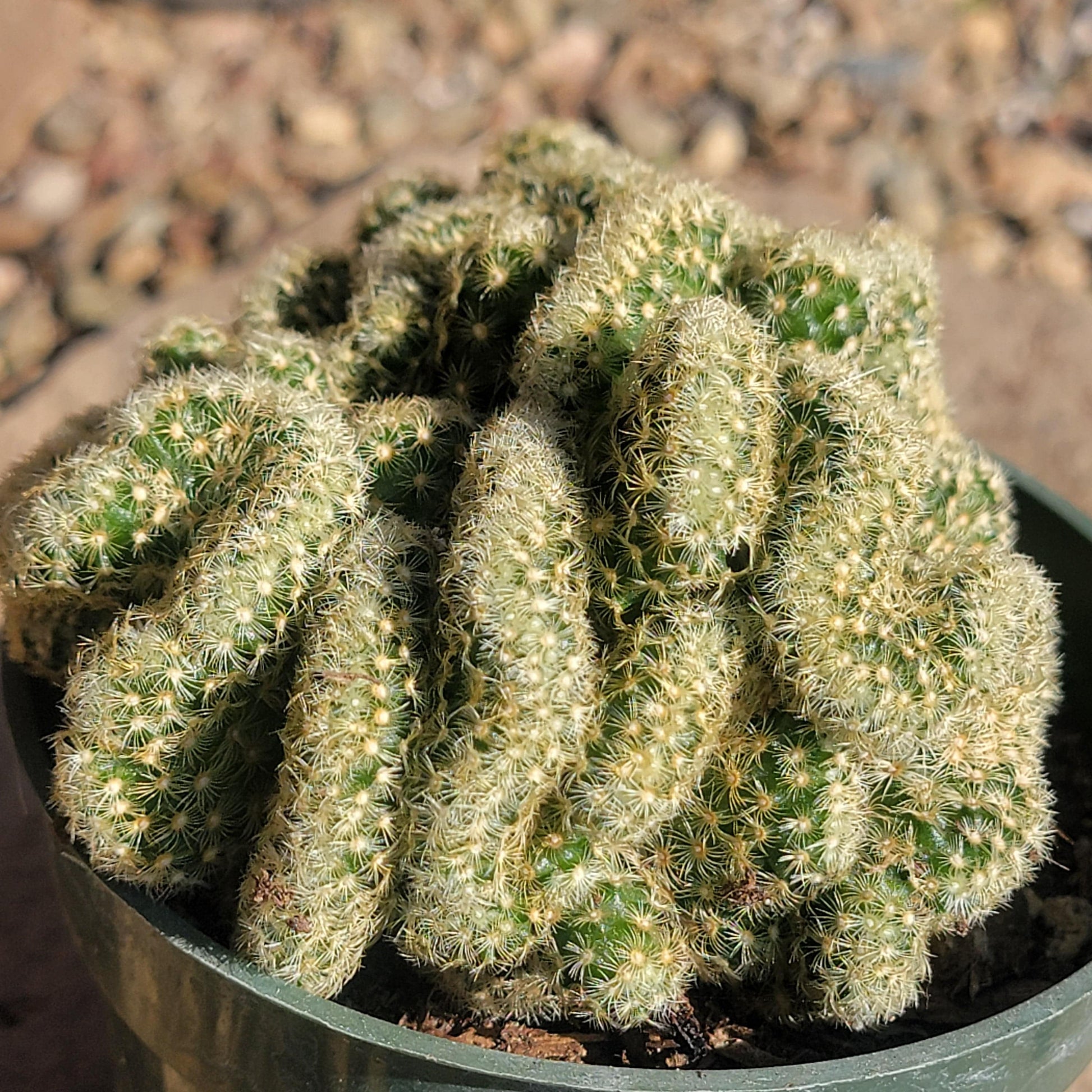 DesertScapeSucculent Cactus Mammillaria Elongata cristata 'Brain Cactus'