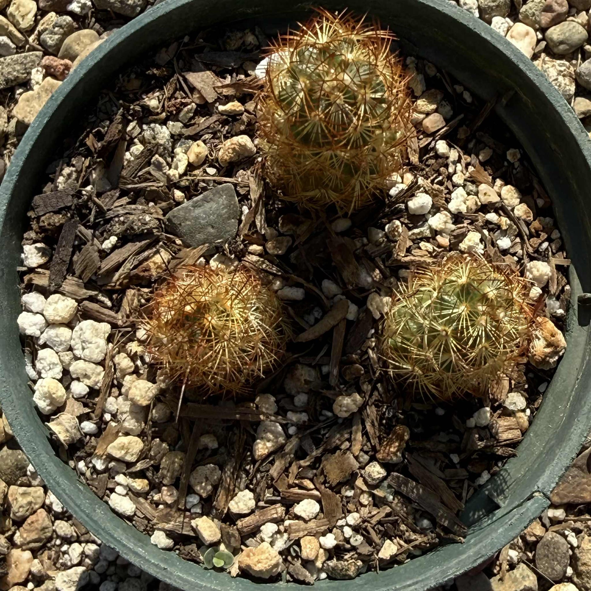 Mammillaria elongata ‘Ladyfinger Cactus’ - 4 Inch Assorted - Cactus - DesertScapeSucculent