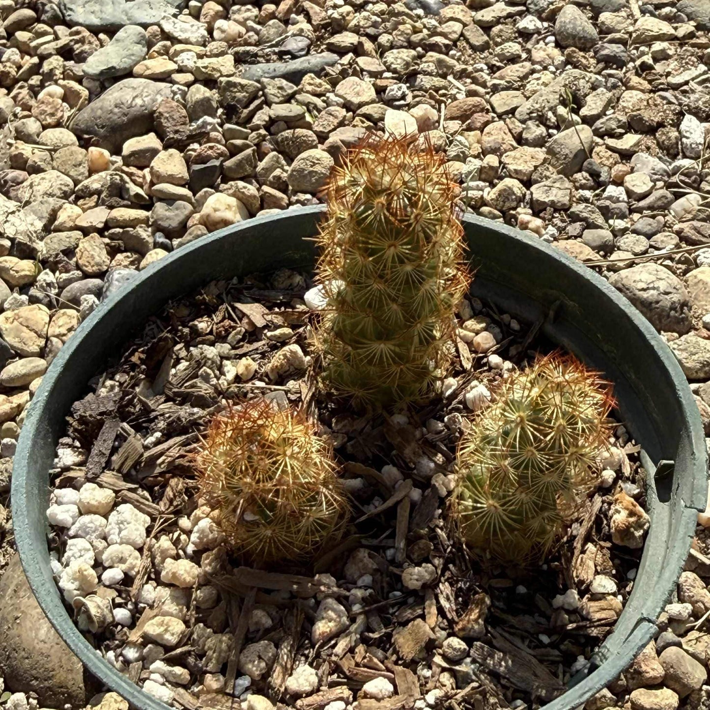Mammillaria elongata ‘Ladyfinger Cactus’ - 4 Inch Assorted - Cactus - DesertScapeSucculent