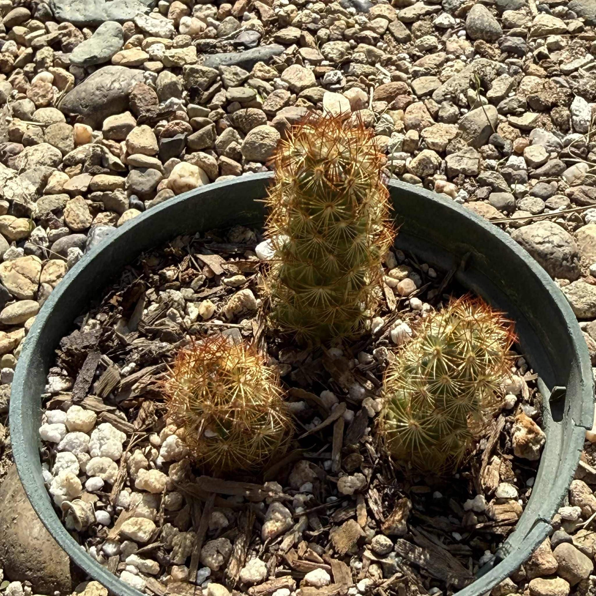 Mammillaria elongata ‘Ladyfinger Cactus’ - 4 Inch Assorted - Cactus - DesertScapeSucculent