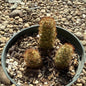 Mammillaria elongata ‘Ladyfinger Cactus’ - 4 Inch Assorted - Cactus - DesertScapeSucculent