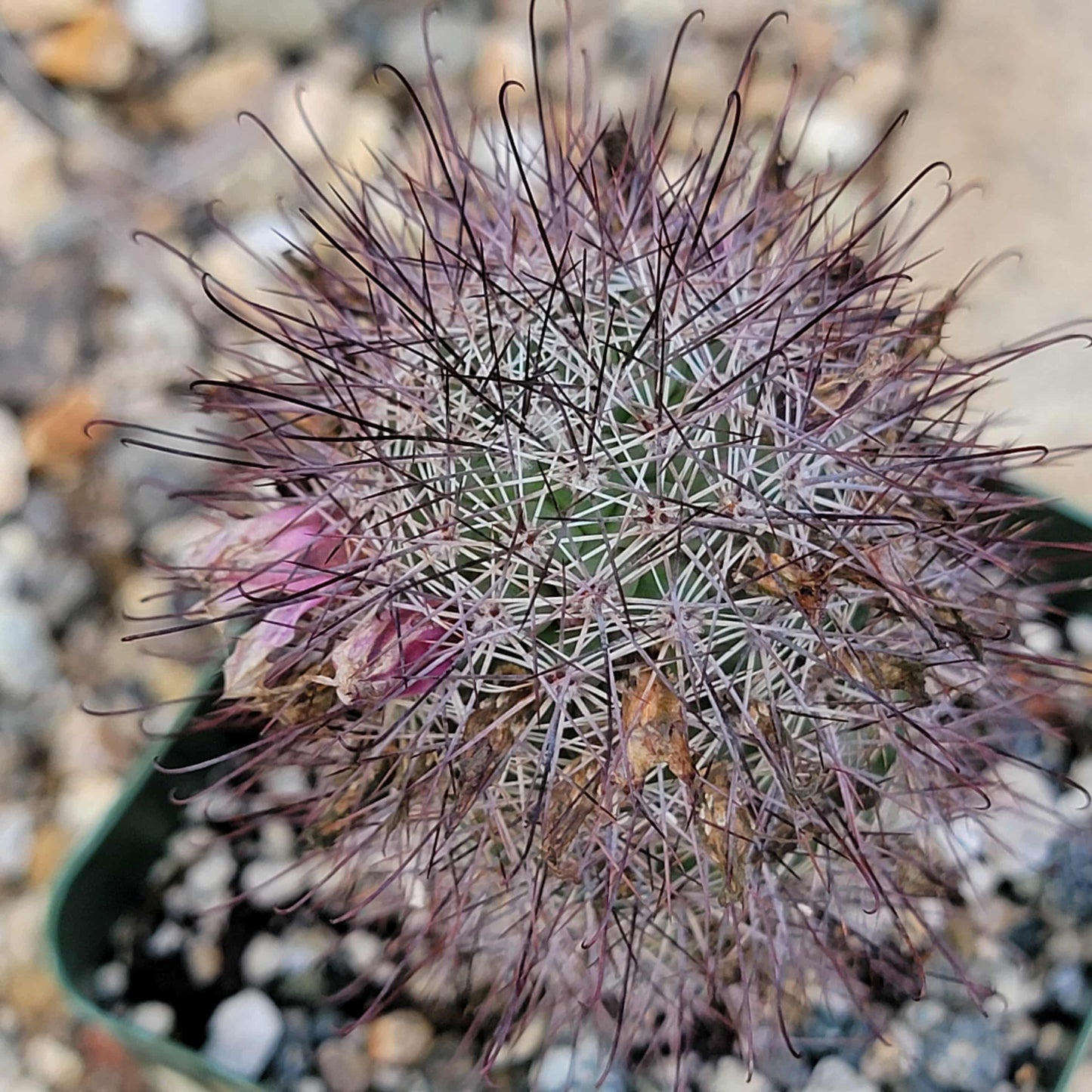 Mammillaria fraileana - 4 Inch - Cactus - DesertScapeSucculent