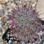 Mammillaria fraileana - 4 Inch - Cactus - DesertScapeSucculent