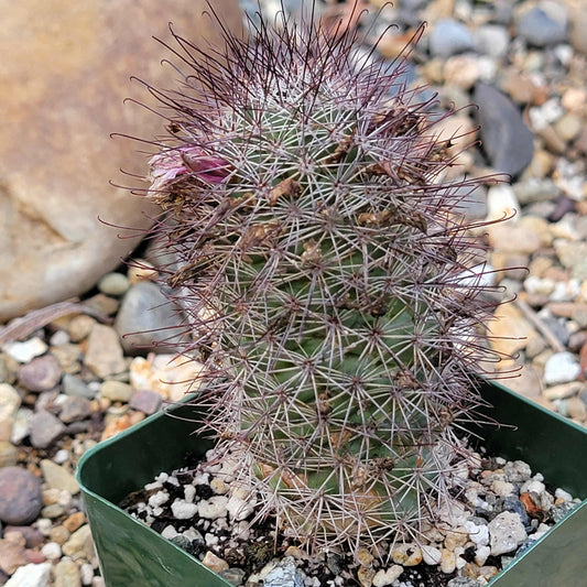 Mammillaria fraileana - 4 Inch - Cactus - DesertScapeSucculent
