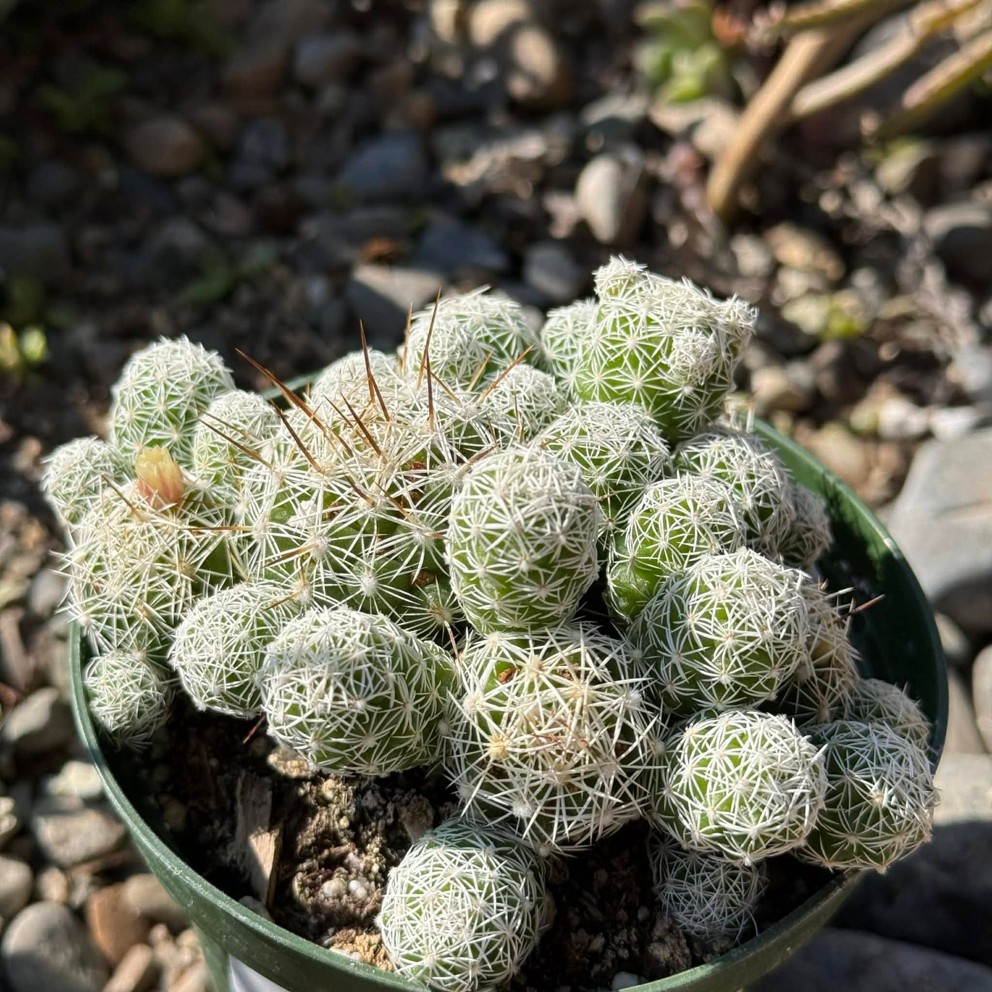 thimble succulent Mammillaria gracilis fragilis 'Thimble cactus' – DesertScapeSucculent