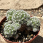 Mammillaria gracilis fragilis 'Thimble cactus' - 4 Inch Assorted - Cactus - DesertScapeSucculent