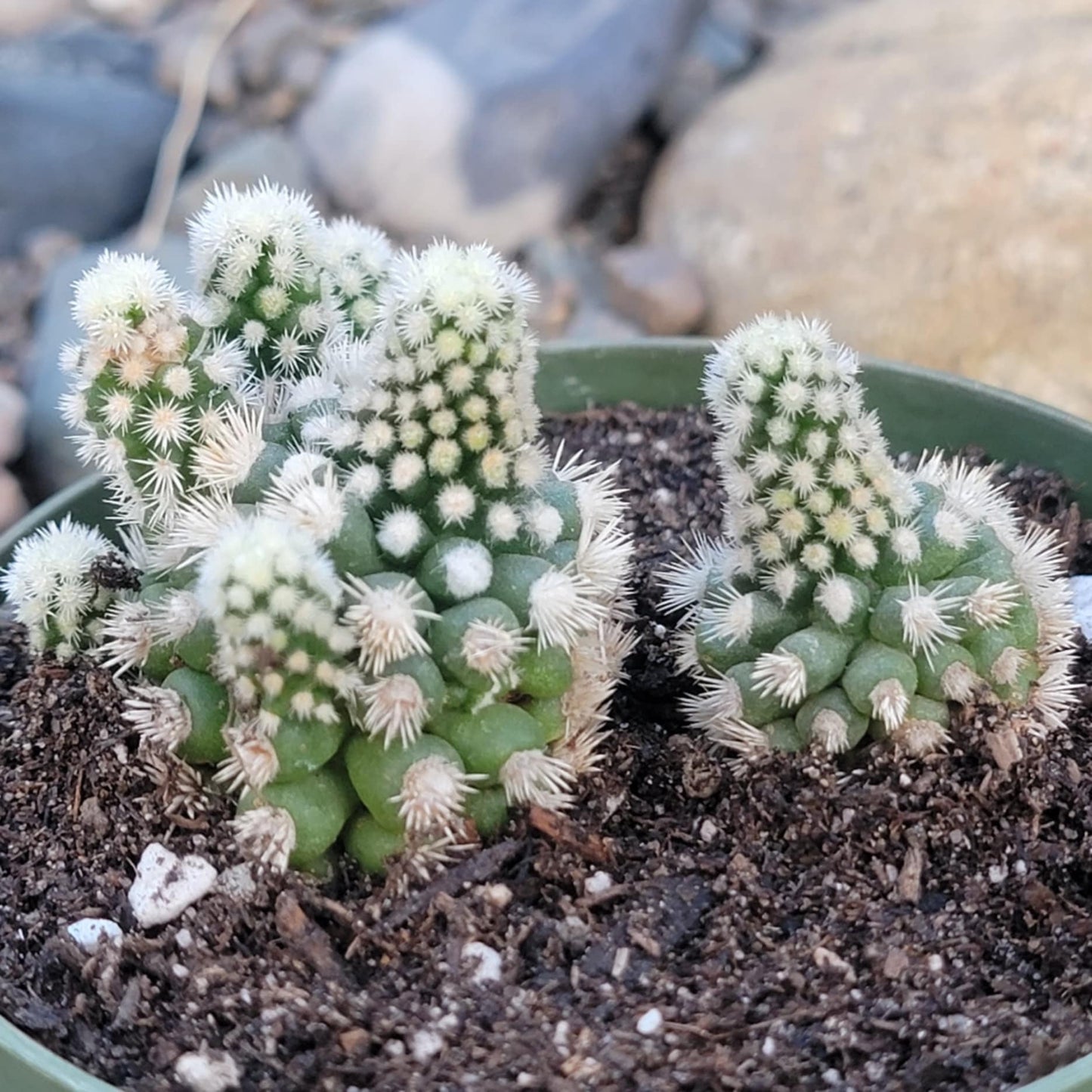 DesertScapeSucculent Cactus 4" Assorted Mammillaria gracilis monstrose 'Arizona Snowcap'