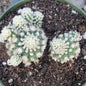 Mammillaria gracilis monstrose 'Arizona Snowcap' - 4 Inch Assorted - Cactus - DesertScapeSucculent
