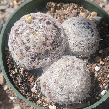 Mammillaria herrerae 'Golf Ball Cactus'