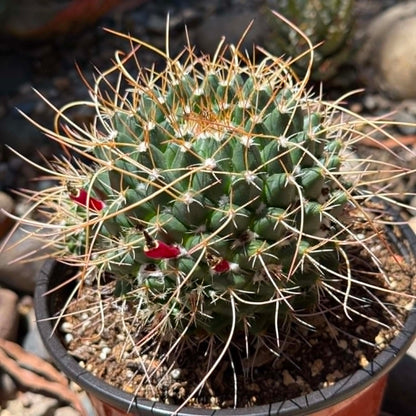 DesertScapeSucculent Cactus 6 Inch Mammillaria magnimamma 'Mexican Pincushion'