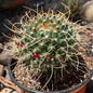 DesertScapeSucculent Cactus 6 Inch Mammillaria magnimamma 'Mexican Pincushion'