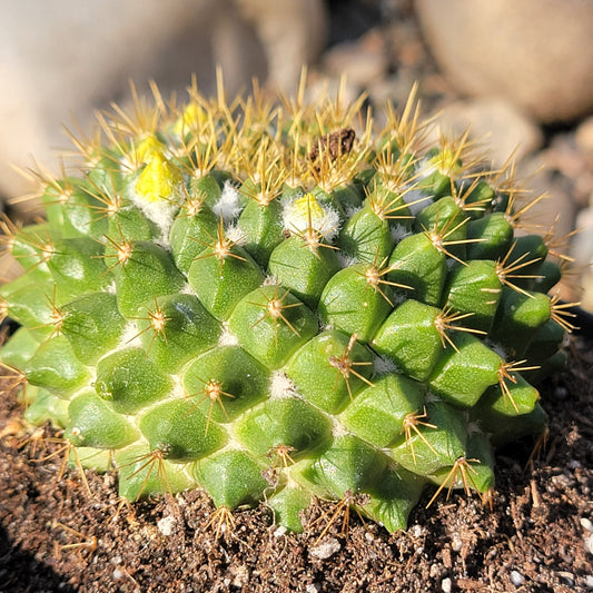 Mammillaria marksiana - 4 Inch Assorted - Cactus - DesertScapeSucculent