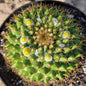 Mammillaria marksiana - 4 Inch Assorted - Cactus - DesertScapeSucculent