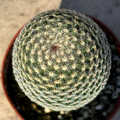 DesertScapeSucculent Cactus Mammillaria Matudae ‘Thumb Cactus’