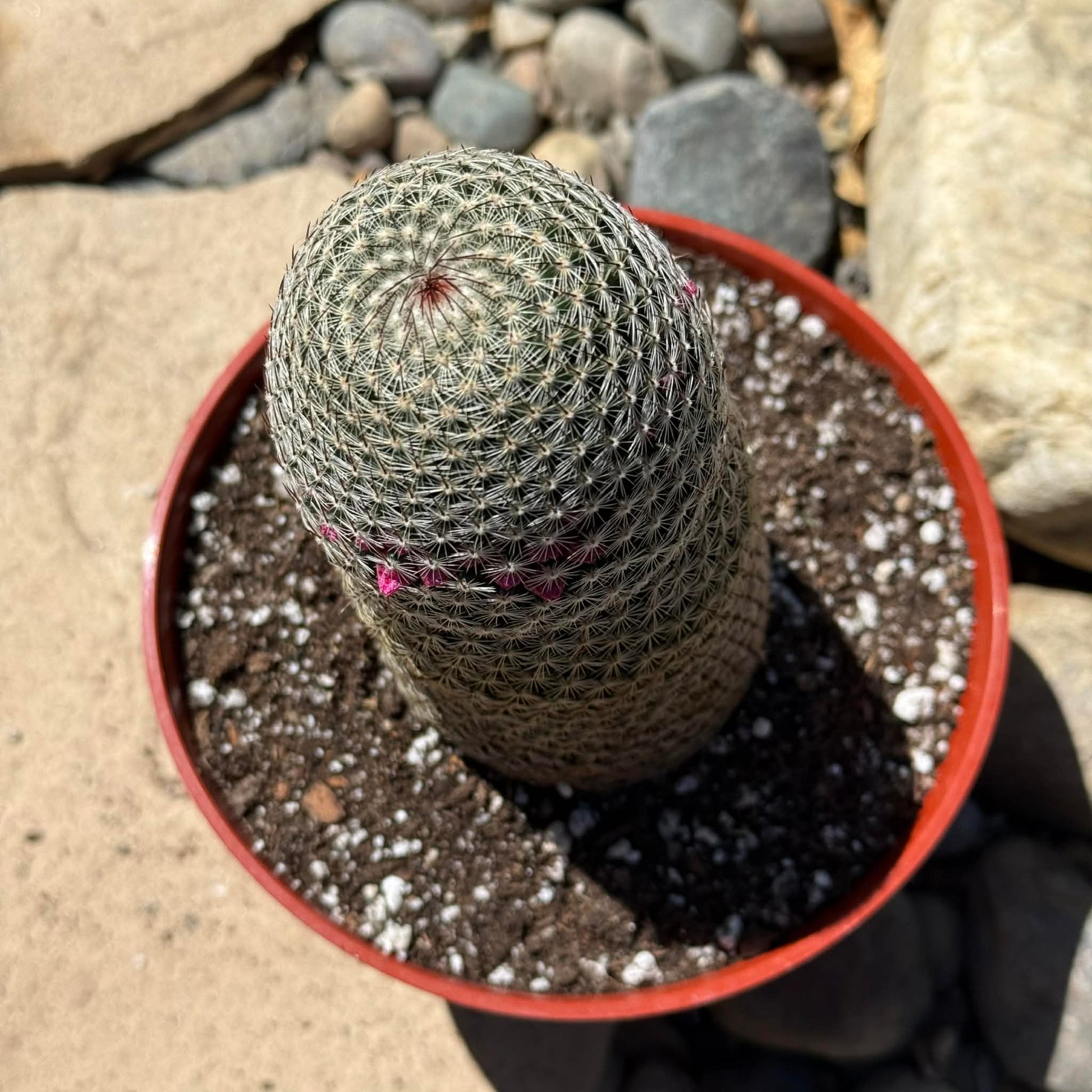 DesertScapeSucculent Cactus Mammillaria Matudae ‘Thumb Cactus’