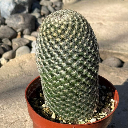 DesertScapeSucculent Cactus 4 Inch Mammillaria Matudae ‘Thumb Cactus’