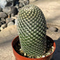 DesertScapeSucculent Cactus 4 Inch Mammillaria Matudae ‘Thumb Cactus’