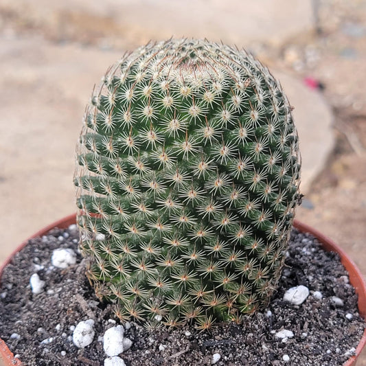 Mammillaria Matudae ‘Thumb Cactus’