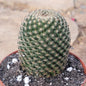 Mammillaria Matudae ‘Thumb Cactus’ - 4 Inch Assorted - Cactus - DesertScapeSucculent