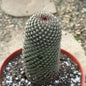 Mammillaria Matudae ‘Thumb Cactus’ - 6 Inch Assorted - Cactus - DesertScapeSucculent