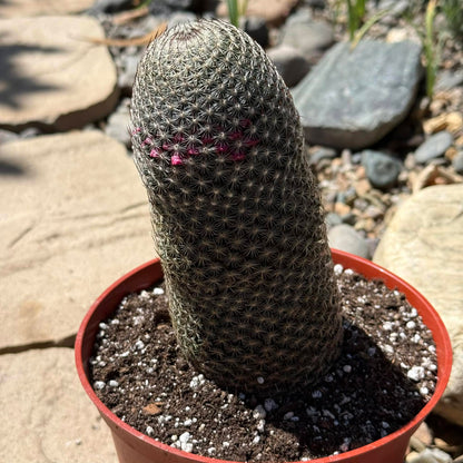 DesertScapeSucculent Cactus 6 Inch Mammillaria Matudae ‘Thumb Cactus’