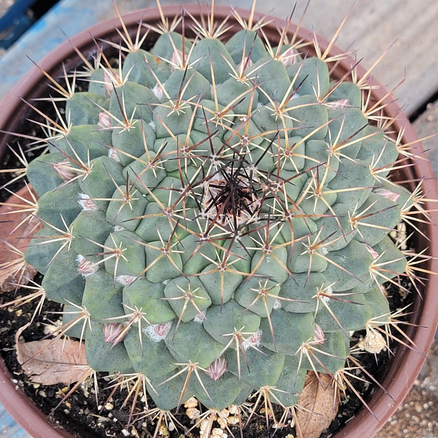 Mammillaria melanocentra