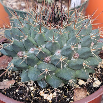 Mammillaria melanocentra