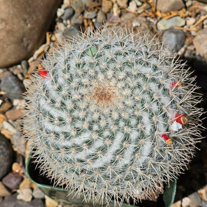 DesertScapeSucculent Cactus Mammillaria parkinsonii 'Owl Eye Cactus'