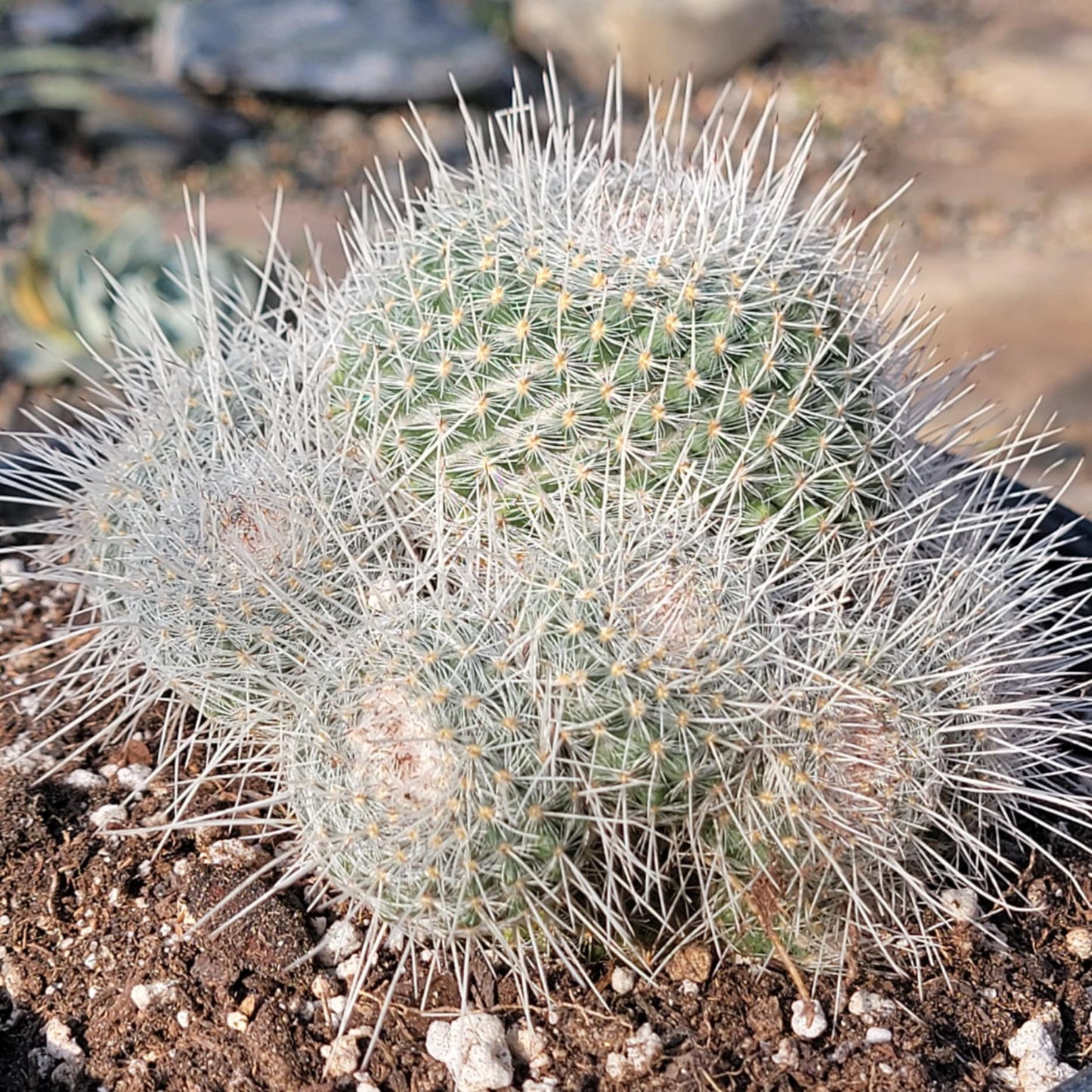 DesertScapeSucculent Cactus 2 gal Assorted Mammillaria parkinsonii 'Owl Eye Cactus'